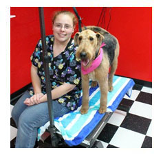 grooming Dogs