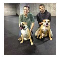 Large Dogs